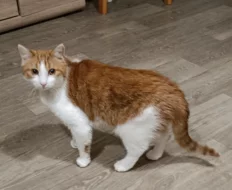 Kocourek Bruno hledá nový domov