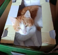 Kocourek Bruno hledá nový domov