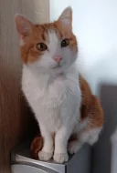 Kocourek Bruno hledá nový domov