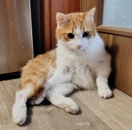 Kocourek Bruno hledá nový domov