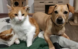 Kocourek Bruno hledá nový domov