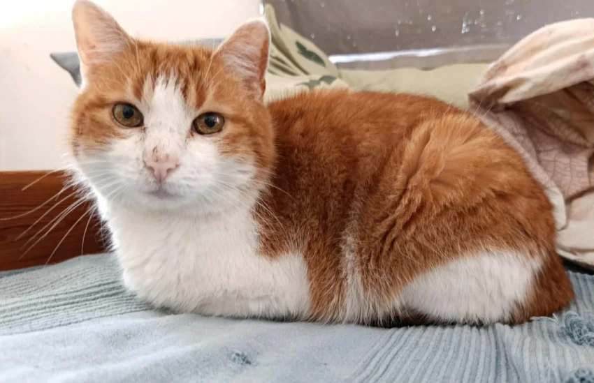 Kocourek Bruno hledá nový domov