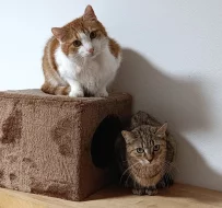 Kocourek Bruno hledá nový domov