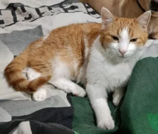 Kocourek Bruno hledá nový domov