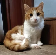 Kocourek Bruno hledá nový domov