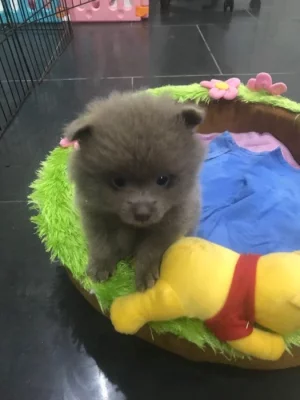 🐶Nadchlou štěňátka pomeranianů na prodej🐶KC reg🐶