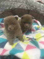 🐶Nadchlou štěňátka pomeranianů na prodej🐶KC reg🐶