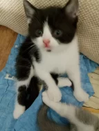 Britský bicolor kocourek