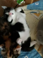 Britský bicolor kocourek