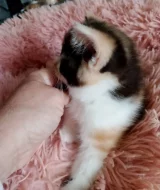 Britská tricolor kočička