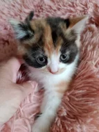 Britská tricolor kočička