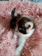 Britská tricolor kočička