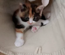 Britská tricolor kočička