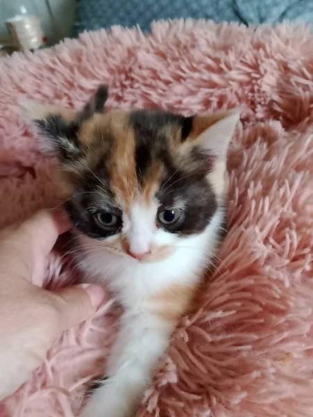 Britská tricolor kočička