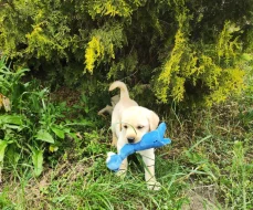 Nabídka štěněte labradorského retrievera