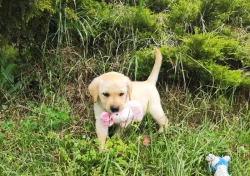 Nabídka štěněte labradorského retrievera