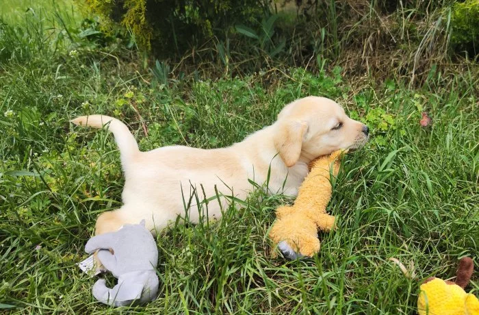 Nabídka štěněte labradorského retrievera