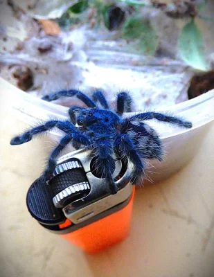 Caribena versicolor