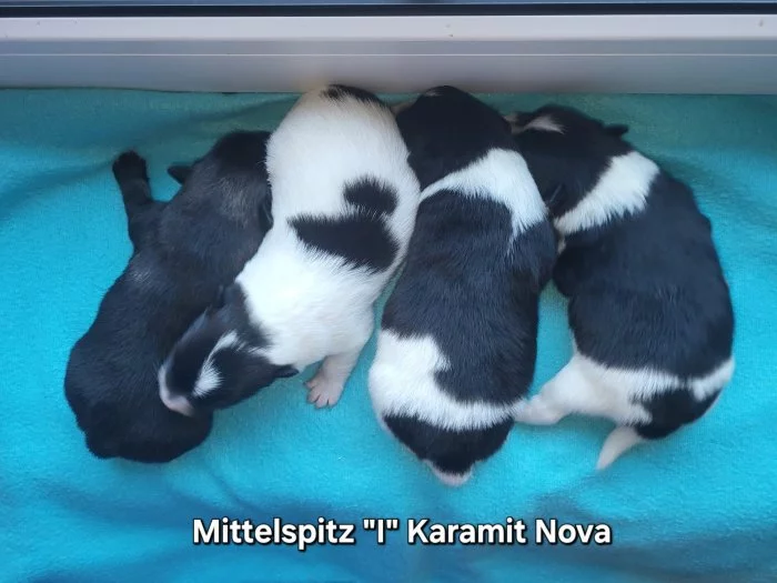 Německý špic střední štěňátka s PP FCI