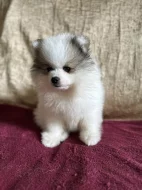 Pomeranian s PP - dva chlapečci v luxusní barvě - rarita!