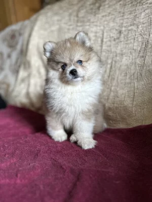 Pomeranian s PP - dva chlapečci v luxusní barvě - rarita!