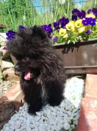 Pejsek Mini Pomeranian s PP - exkluzivní