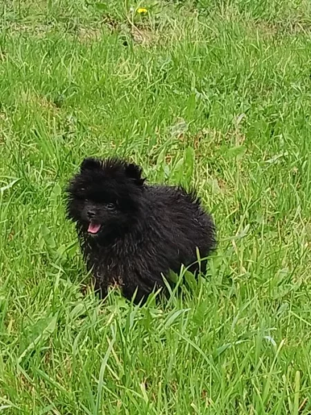 Pejsek Mini Pomeranian s PP - exkluzivní
