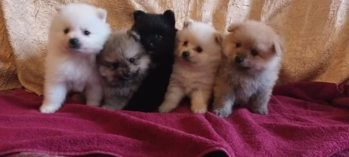 Štěňátka plemene Pomeranian s průkazem původu