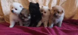 Štěňátka plemene Pomeranian s průkazem původu