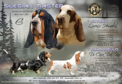 Basset Hound