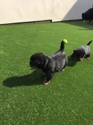 2 zdravá štěňata rotvajlera připravena.