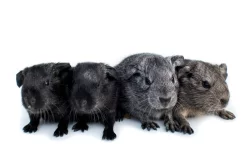 Nové domovy hledají miminka i dospelá morčata