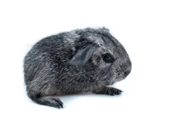 Nové domovy hledají miminka i dospelá morčata