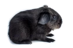 Nové domovy hledají miminka i dospelá morčata