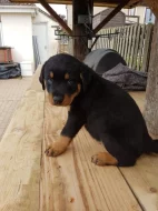 Zdravá štěňata rotvajlera, samec a samice, připravená k adopci.