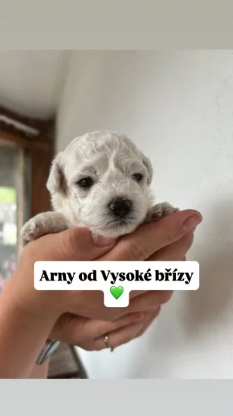 Štěně bišonka s PP