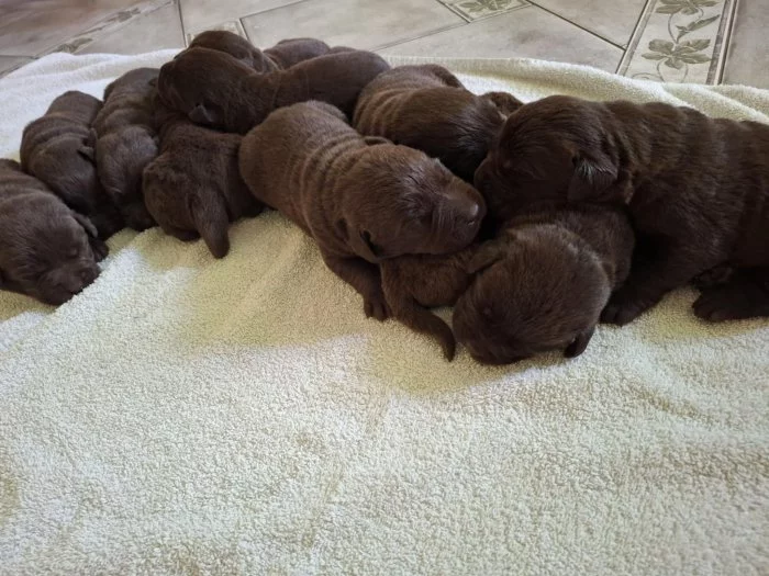 Štěňátka Labrador retriever