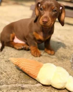 Prodám štěňátko Jezevčík, hladkosrstý fenečka.