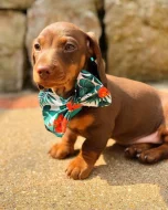 Prodám štěňátko Jezevčík, hladkosrstý fenečka.