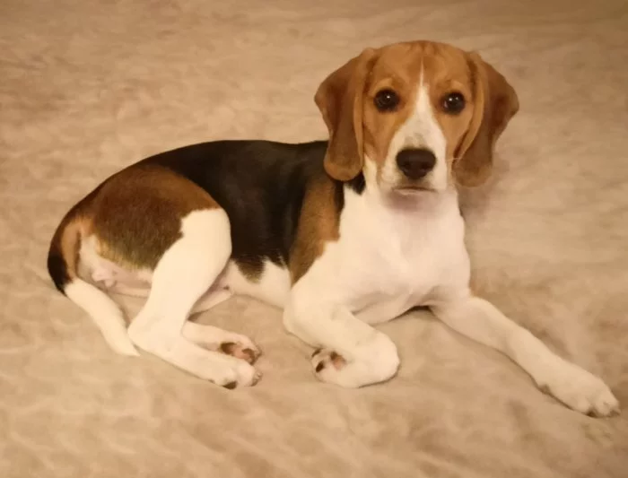 Prodám fenku bígla super štěňátko.