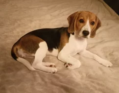 Prodám fenku bígla super štěňátko.