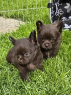 čivava dlouhosrstá s PP fenka