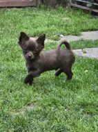 čivava dlouhosrstá s PP fenka