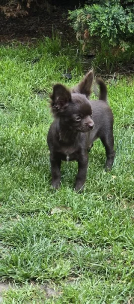 čivava dlouhosrstá s PP fenka