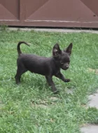 čivava dlouhosrstá s PP fenka