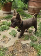 čivava dlouhosrstá s PP fenka