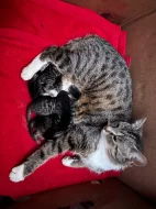 kočička  k adopci a kotátka