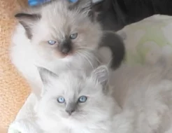Koťata Ragdoll s PP na luxus mazlíčka