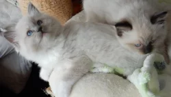 Koťata Ragdoll s PP na luxus mazlíčka
