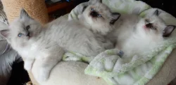 Koťata Ragdoll s PP na luxus mazlíčka